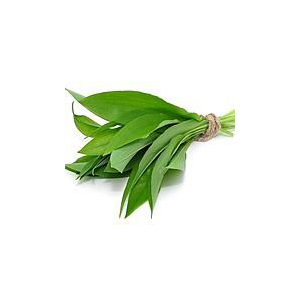 Czosnek niedźwiedzi